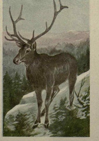 Reproducción/Reproduction 6257630862: Animal guide, North American wild animals Worcester, Mass. :C. K. Reed,1915