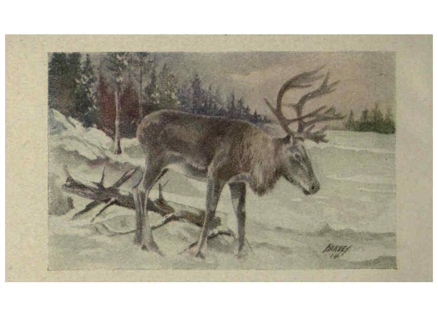 Reproducción/Reproduction 6257101031: Animal guide, North American wild animals Worcester, Mass. :C. K. Reed,1915