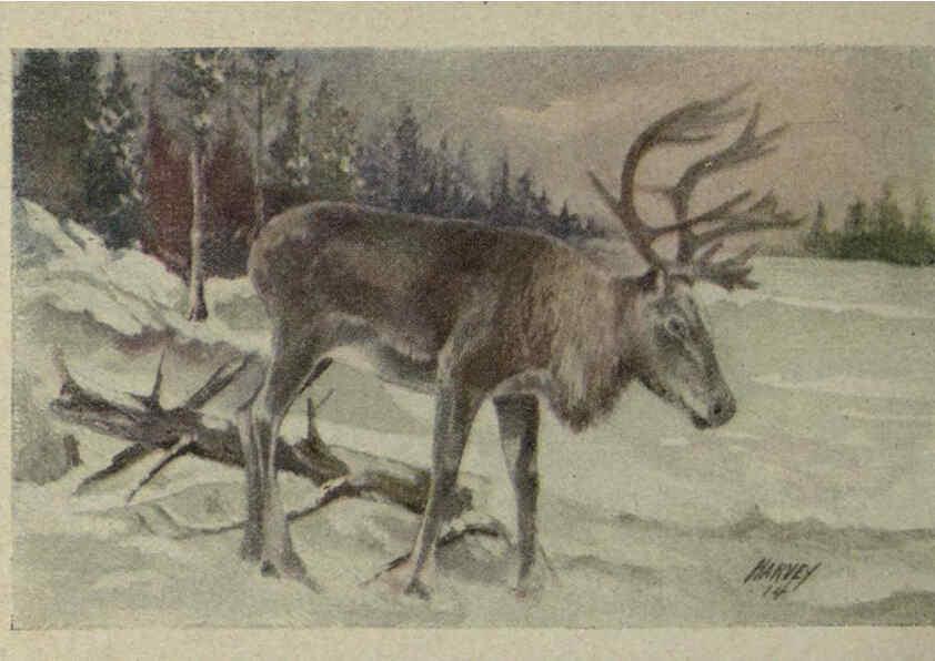 Reproducción/Reproduction 6257101031: Animal guide, North American wild animals Worcester, Mass. :C. K. Reed,1915