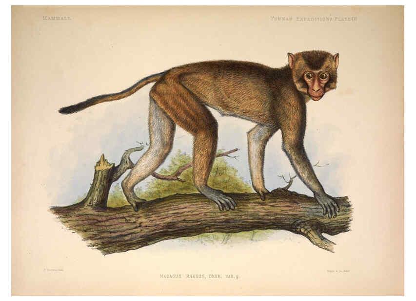 Reproducción/Reproduction 6258149180: Anatomical and zoological researches v.2. London,B. Quaritch,1878