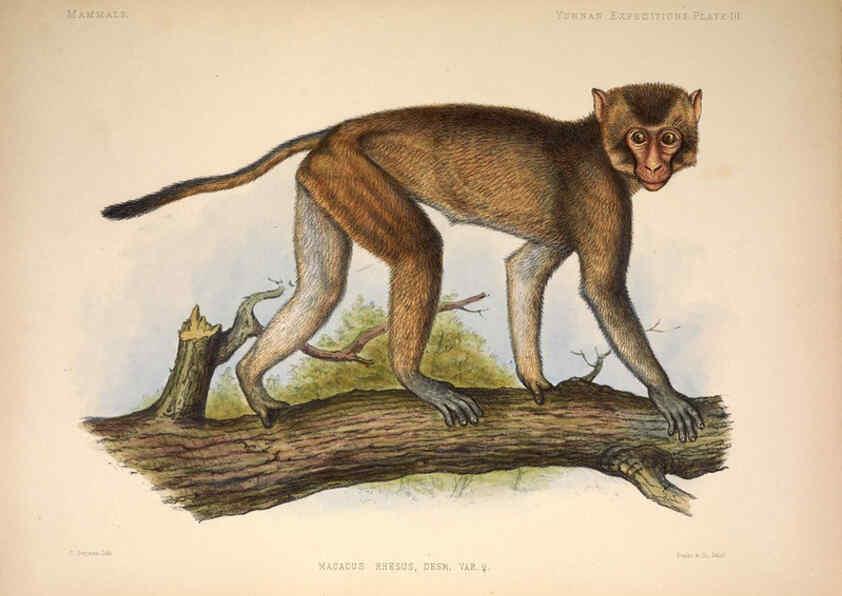 Reproducción/Reproduction 6258149180: Anatomical and zoological researches v.2. London,B. Quaritch,1878