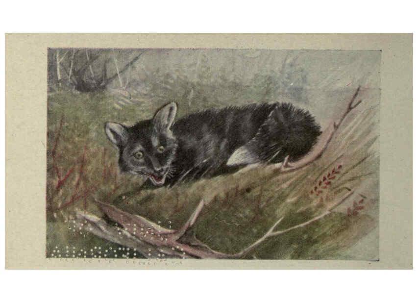 Reproducción/Reproduction 6257635640: Animal guide, North American wild animals Worcester, Mass. :C. K. Reed,1915