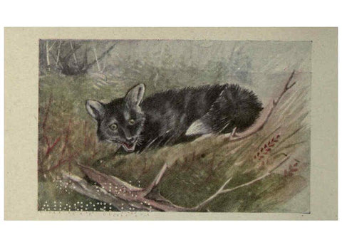 Reproducción/Reproduction 6257635640: Animal guide, North American wild animals Worcester, Mass. :C. K. Reed,1915