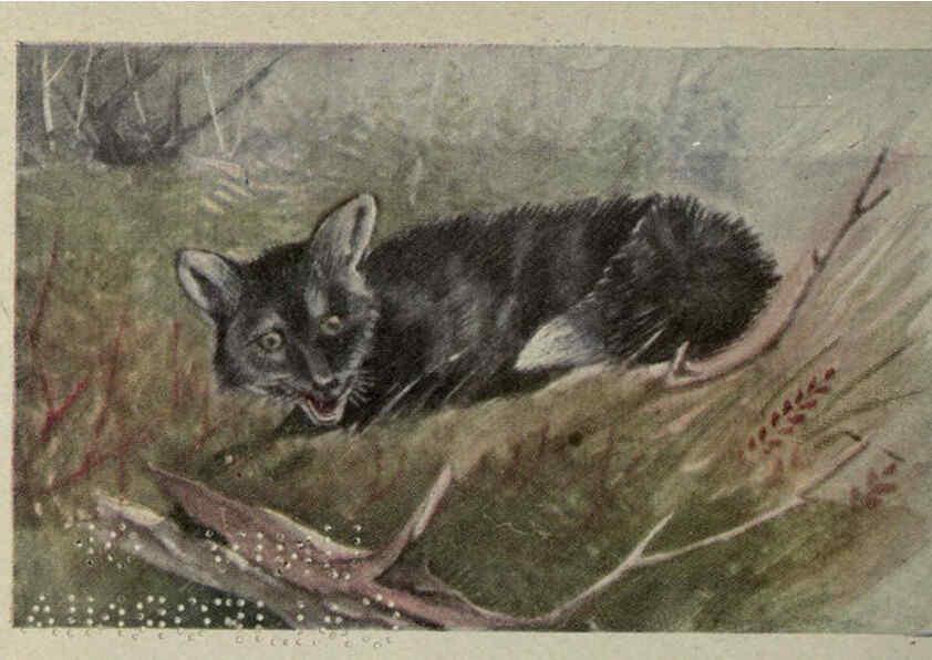 Reproducción/Reproduction 6257635640: Animal guide, North American wild animals Worcester, Mass. :C. K. Reed,1915