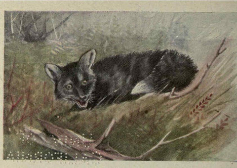Reproducción/Reproduction 6257635640: Animal guide, North American wild animals Worcester, Mass. :C. K. Reed,1915