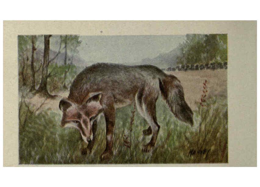 Reproducción/Reproduction 6257636014: Animal guide, North American wild animals Worcester, Mass. :C. K. Reed,1915