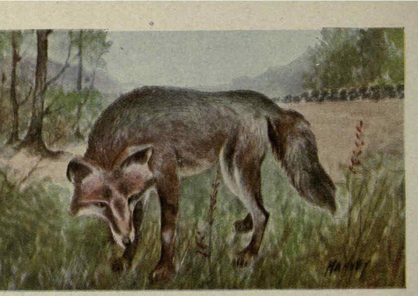 Reproducción/Reproduction 6257636014: Animal guide, North American wild animals Worcester, Mass. :C. K. Reed,1915