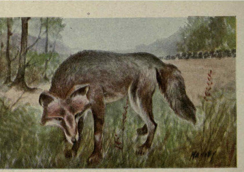 Reproducción/Reproduction 6257636014: Animal guide, North American wild animals Worcester, Mass. :C. K. Reed,1915