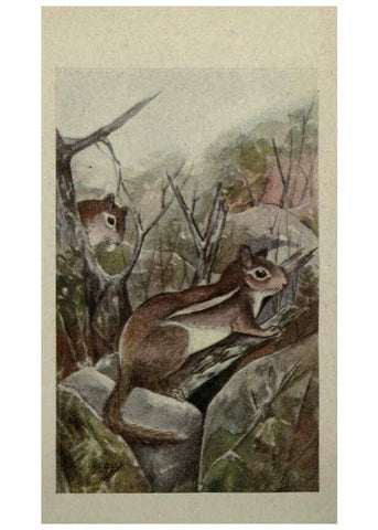Reproducción/Reproduction 6257113897: Animal guide, North American wild animals Worcester, Mass. :C. K. Reed,1915