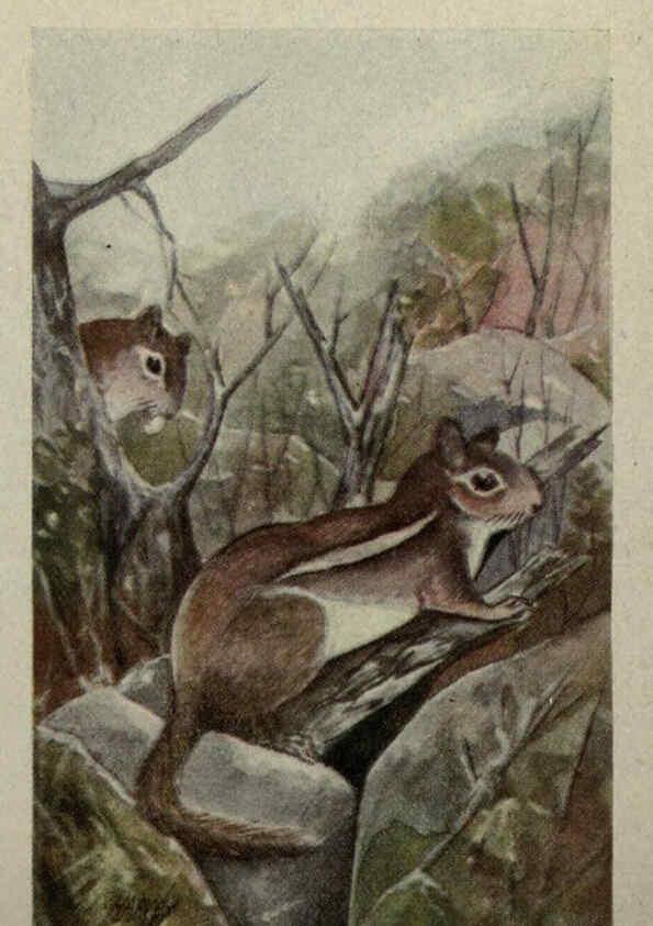 Reproducción/Reproduction 6257113897: Animal guide, North American wild animals Worcester, Mass. :C. K. Reed,1915