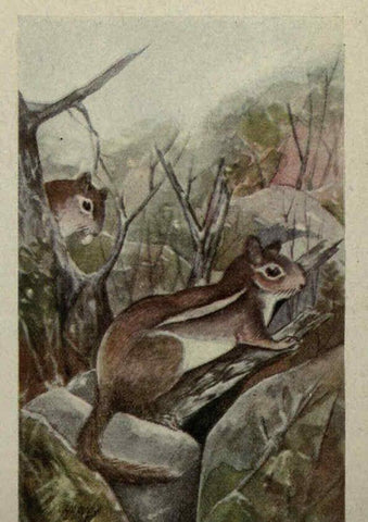 Reproducción/Reproduction 6257113897: Animal guide, North American wild animals Worcester, Mass. :C. K. Reed,1915