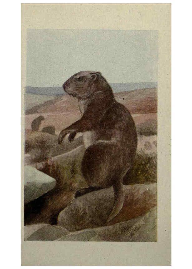 Reproducción/Reproduction 6257114121: Animal guide, North American wild animals Worcester, Mass. :C. K. Reed,1915