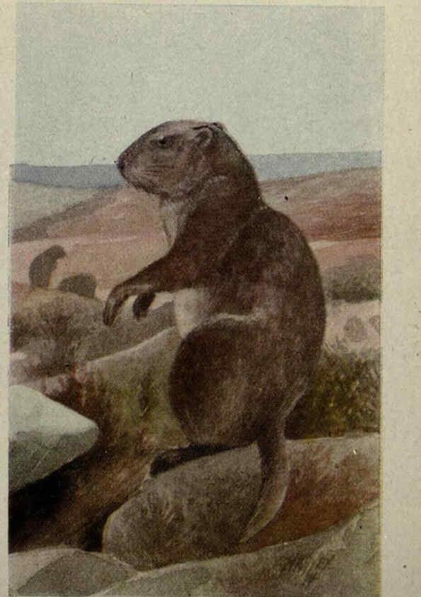 Reproducción/Reproduction 6257114121: Animal guide, North American wild animals Worcester, Mass. :C. K. Reed,1915