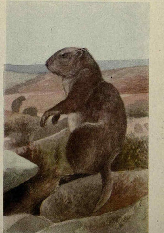 Reproducción/Reproduction 6257114121: Animal guide, North American wild animals Worcester, Mass. :C. K. Reed,1915