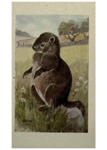 Reproducción/Reproduction 6257114321: Animal guide, North American wild animals Worcester, Mass. :C. K. Reed,1915