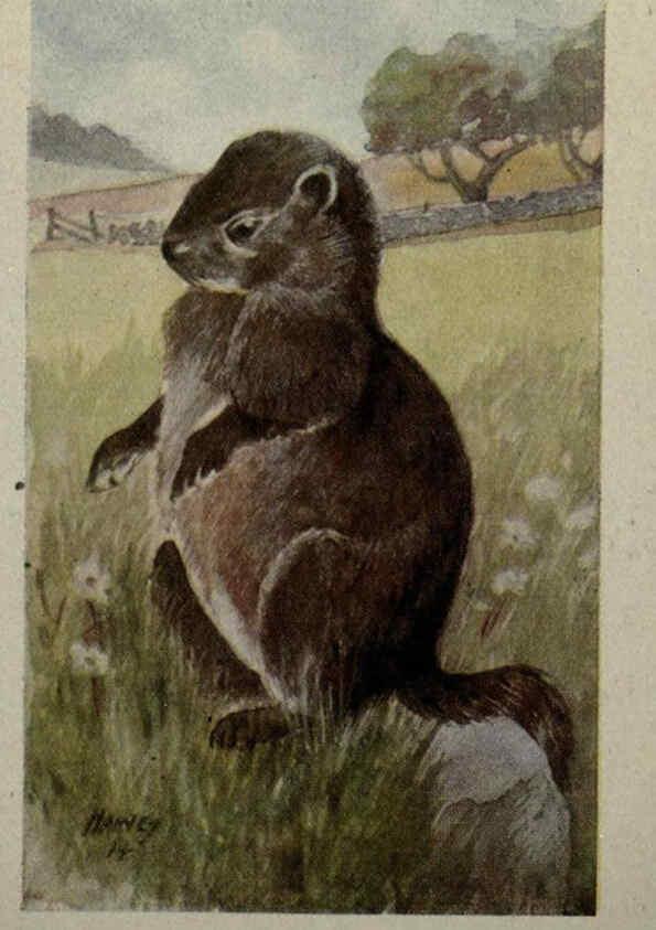 Reproducción/Reproduction 6257114321: Animal guide, North American wild animals Worcester, Mass. :C. K. Reed,1915