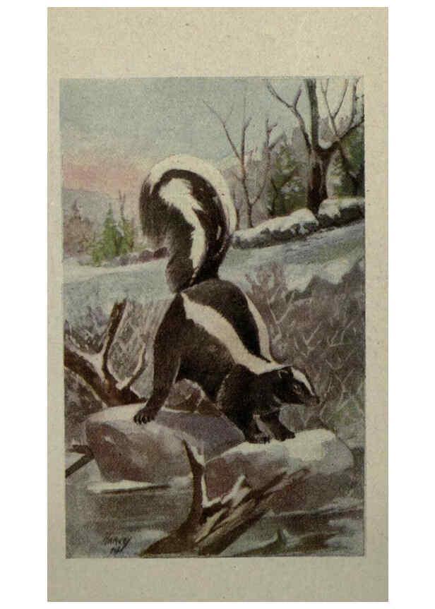 Reproducción/Reproduction 6257114585: Animal guide, North American wild animals Worcester, Mass. :C. K. Reed,1915