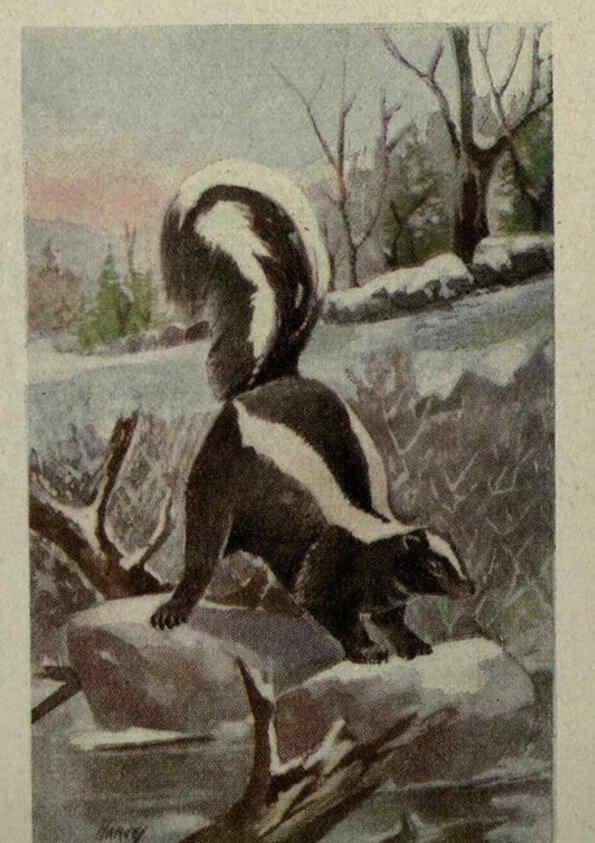 Reproducción/Reproduction 6257114585: Animal guide, North American wild animals Worcester, Mass. :C. K. Reed,1915