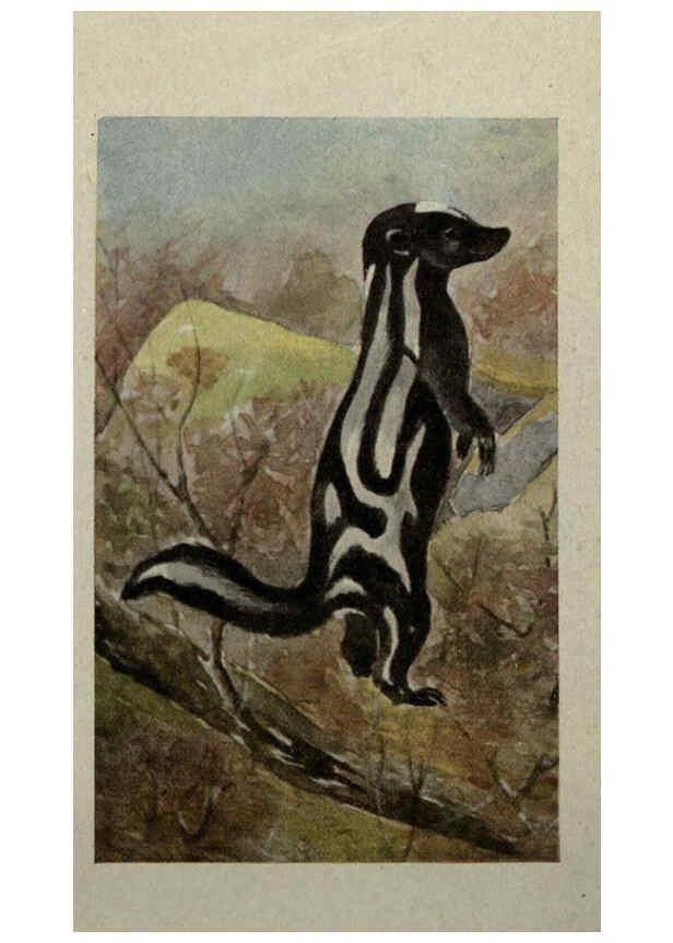 Reproducción/Reproduction 6257115149: Animal guide, North American wild animals Worcester, Mass. :C. K. Reed,1915