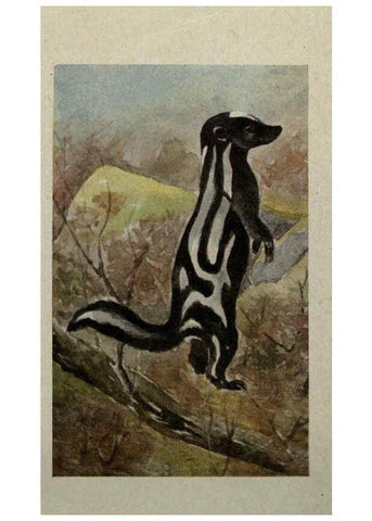 Reproducción/Reproduction 6257115149: Animal guide, North American wild animals Worcester, Mass. :C. K. Reed,1915