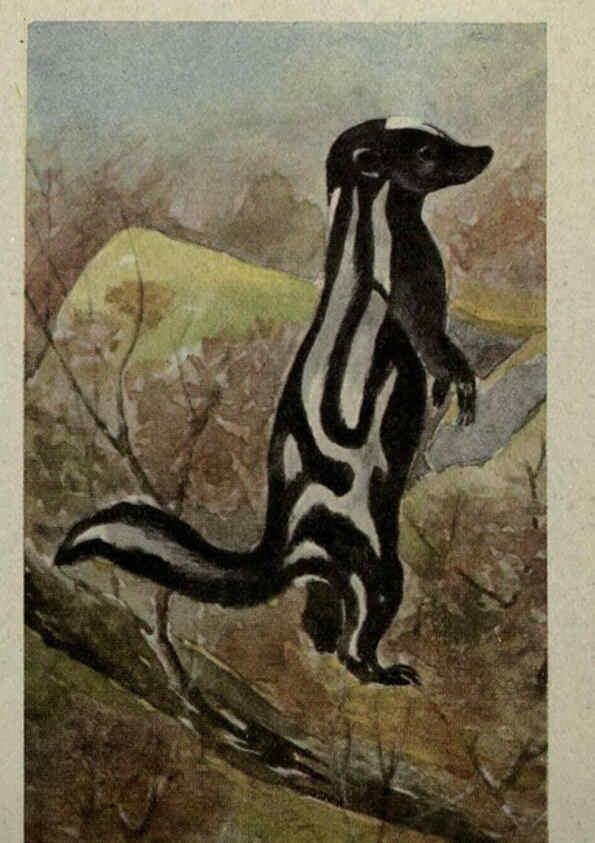 Reproducción/Reproduction 6257115149: Animal guide, North American wild animals Worcester, Mass. :C. K. Reed,1915