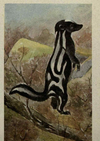 Reproducción/Reproduction 6257115149: Animal guide, North American wild animals Worcester, Mass. :C. K. Reed,1915