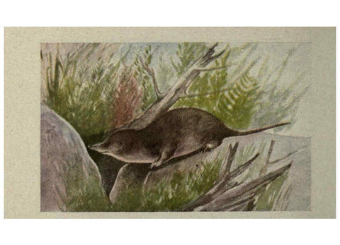 Reproducción/Reproduction 6257115331: Animal guide, North American wild animals Worcester, Mass. :C. K. Reed,1915