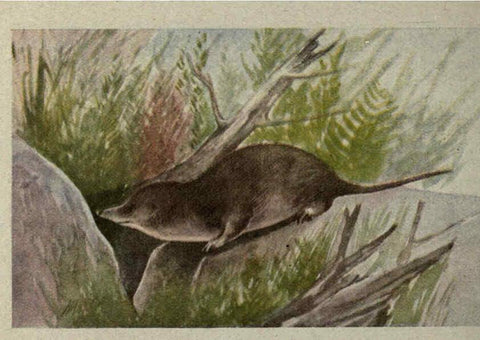 Reproducción/Reproduction 6257115331: Animal guide, North American wild animals Worcester, Mass. :C. K. Reed,1915