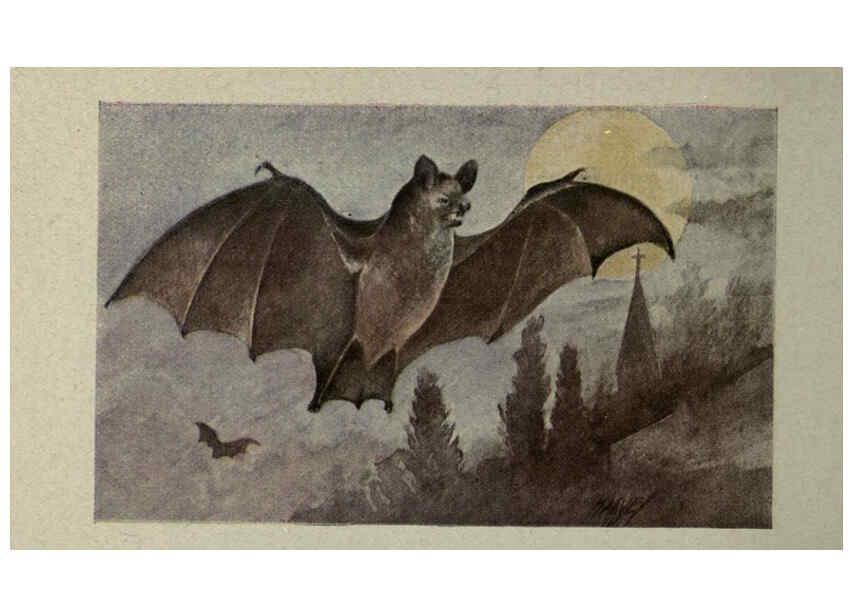 Reproducción/Reproduction 6257645292: Animal guide, North American wild animals Worcester, Mass. :C. K. Reed,1915
