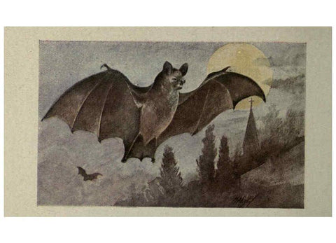 Reproducción/Reproduction 6257645292: Animal guide, North American wild animals Worcester, Mass. :C. K. Reed,1915