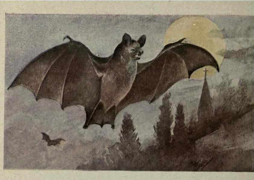 Reproducción/Reproduction 6257645292: Animal guide, North American wild animals Worcester, Mass. :C. K. Reed,1915