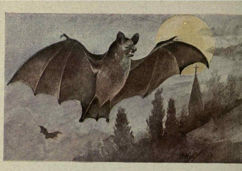Reproducción/Reproduction 6257645292: Animal guide, North American wild animals Worcester, Mass. :C. K. Reed,1915