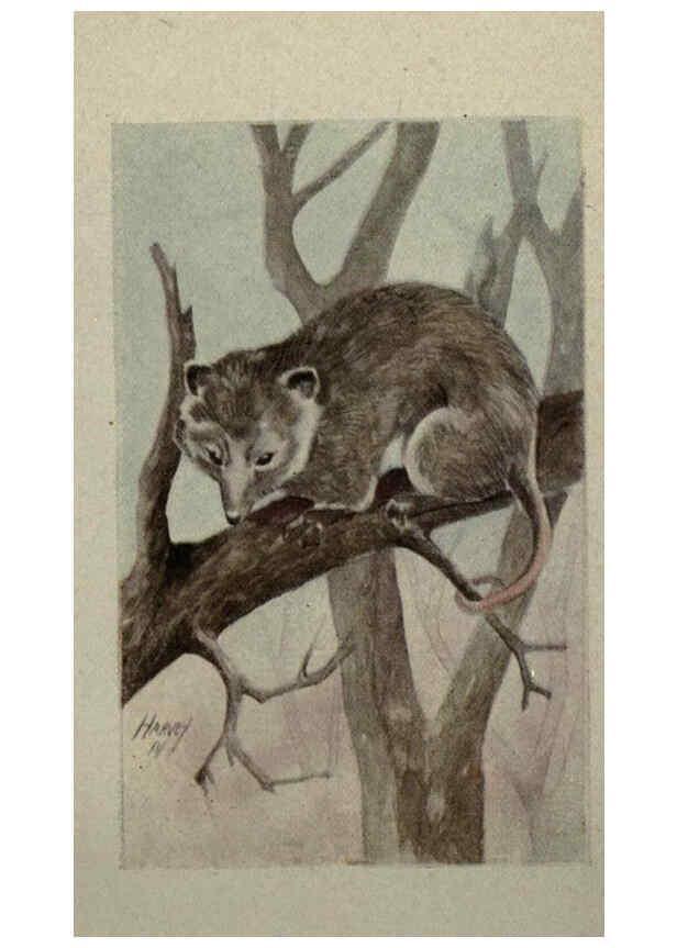 Reproducción/Reproduction 6257645490: Animal guide, North American wild animals Worcester, Mass. :C. K. Reed,1915