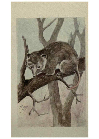 Reproducción/Reproduction 6257645490: Animal guide, North American wild animals Worcester, Mass. :C. K. Reed,1915