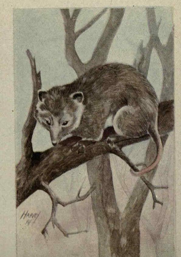 Reproducción/Reproduction 6257645490: Animal guide, North American wild animals Worcester, Mass. :C. K. Reed,1915