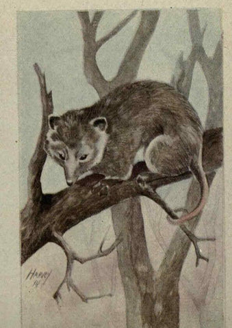 Reproducción/Reproduction 6257645490: Animal guide, North American wild animals Worcester, Mass. :C. K. Reed,1915