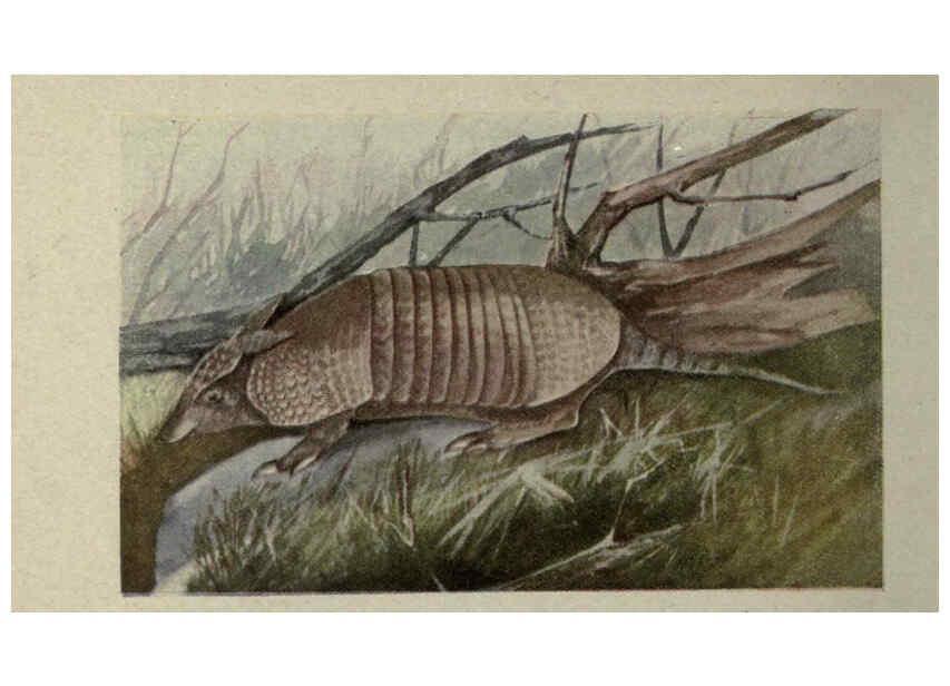 Reproducción/Reproduction 6257645708: Animal guide, North American wild animals Worcester, Mass. :C. K. Reed,1915