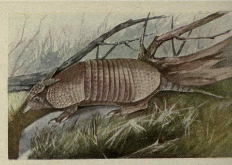 Reproducción/Reproduction 6257645708: Animal guide, North American wild animals Worcester, Mass. :C. K. Reed,1915