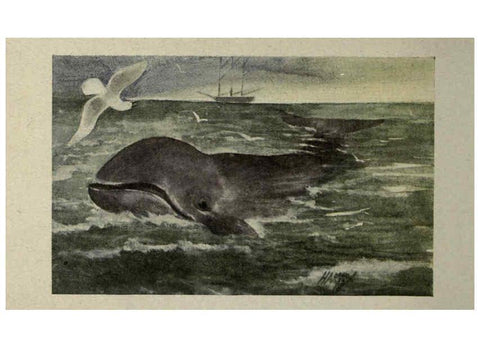 Reproducción/Reproduction 6257116085: Animal guide, North American wild animals Worcester, Mass. :C. K. Reed,1915