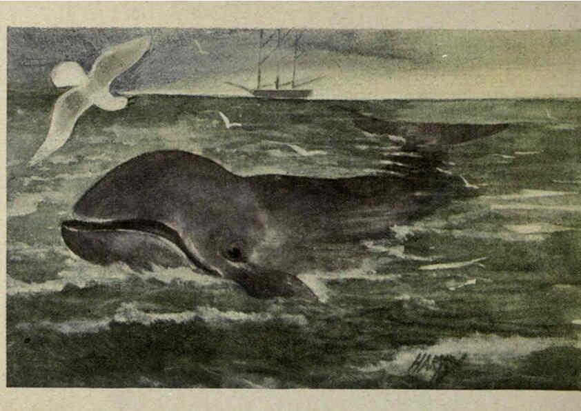 Reproducción/Reproduction 6257116085: Animal guide, North American wild animals Worcester, Mass. :C. K. Reed,1915