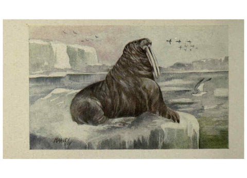Reproducción/Reproduction 6257116281: Animal guide, North American wild animals Worcester, Mass. :C. K. Reed,1915