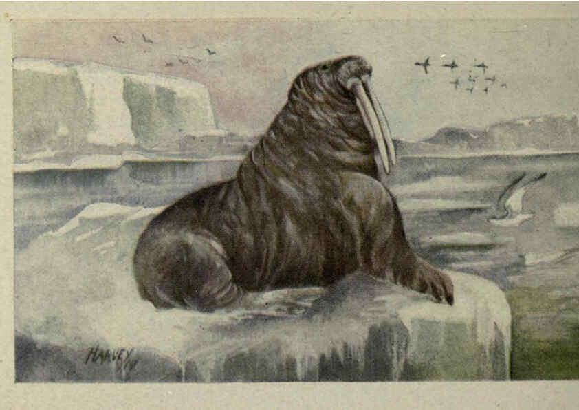 Reproducción/Reproduction 6257116281: Animal guide, North American wild animals Worcester, Mass. :C. K. Reed,1915