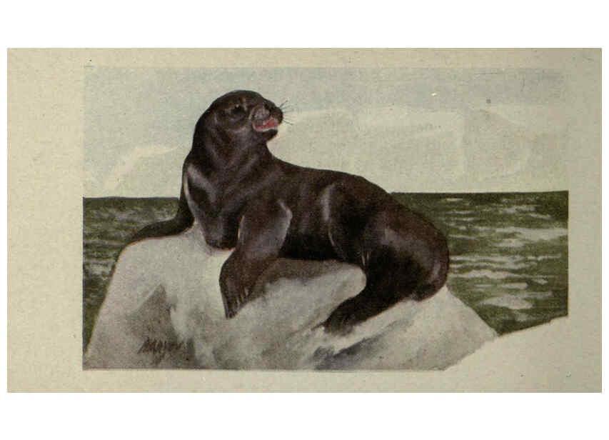 Reproducción/Reproduction 6257116481: Animal guide, North American wild animals Worcester, Mass. :C. K. Reed,1915