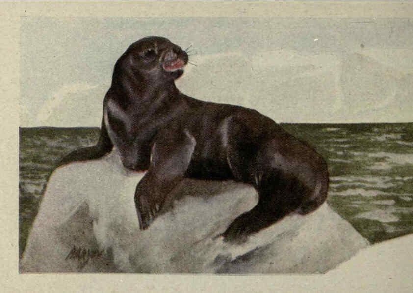 Reproducción/Reproduction 6257116481: Animal guide, North American wild animals Worcester, Mass. :C. K. Reed,1915
