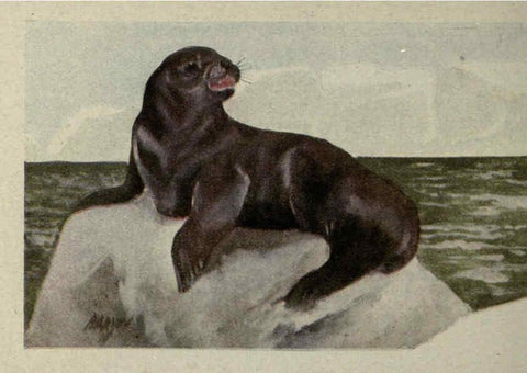 Reproducción/Reproduction 6257116481: Animal guide, North American wild animals Worcester, Mass. :C. K. Reed,1915