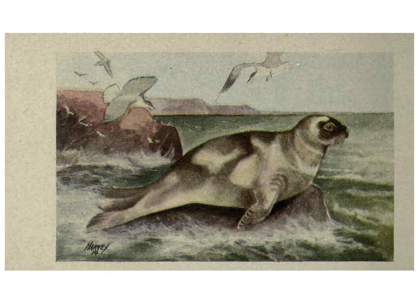 Reproducción/Reproduction 6257646594: Animal guide, North American wild animals Worcester, Mass. :C. K. Reed,1915