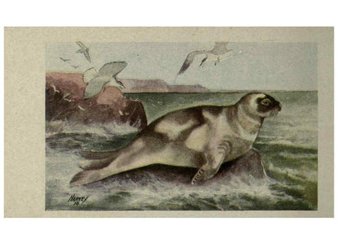 Reproducción/Reproduction 6257646594: Animal guide, North American wild animals Worcester, Mass. :C. K. Reed,1915