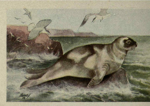 Reproducción/Reproduction 6257646594: Animal guide, North American wild animals Worcester, Mass. :C. K. Reed,1915