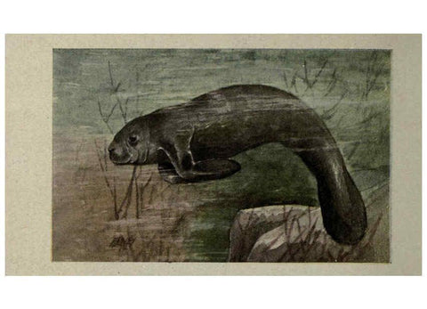Reproducción/Reproduction 6257117089: Animal guide, North American wild animals Worcester, Mass. :C. K. Reed,1915