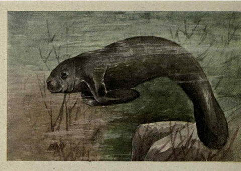 Reproducción/Reproduction 6257117089: Animal guide, North American wild animals Worcester, Mass. :C. K. Reed,1915